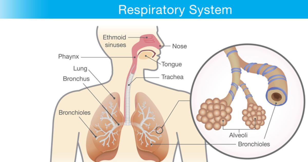 當呼吸變得不順暢時(Understanding Lung Conditions) | El