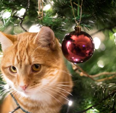 Avoid These Holiday Pet Dangers